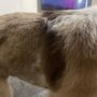 Photo of Adorable Do's Pet Grooming