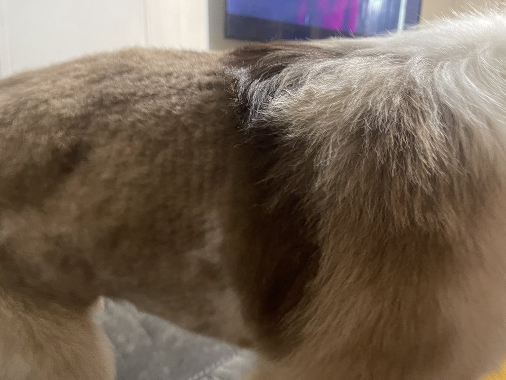 Adorable Do's Pet Grooming Image