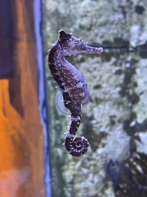 SEA LIFE at Mall of America by null