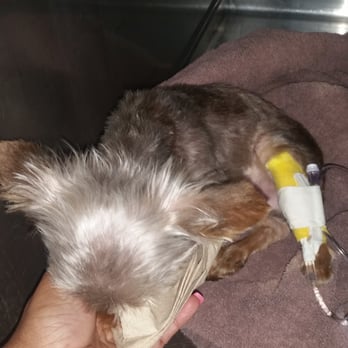 Palmetto Animal Clinic - My baby with an IV. - Veterinarians Near Me - Hialeah, Florida Palmetto Animal Clinic - My baby with an IV. - Veterinarians Near Me - Hialeah, Florida