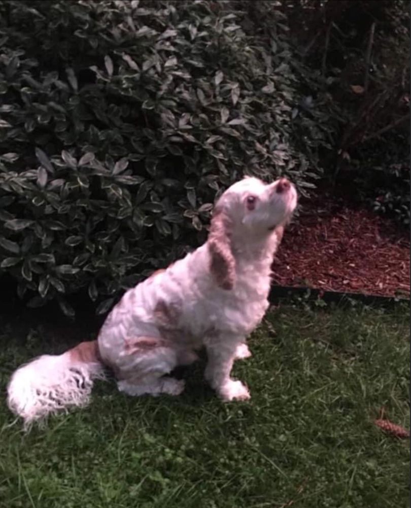 ANIMAL EYE CARE ASSOCIATES - Updated April 2025 - 12 Reviews - 6426