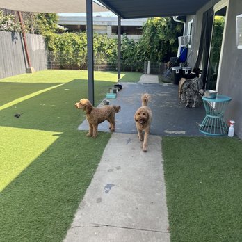 Dog Sitting by Ally - Our Dusty with his "twin". A dog of Ally's other client. - Pet Boarding Near Me