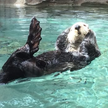 Seattle Aquarium - Aquariums Near Me - Seattle, Washington Seattle Aquarium - Aquariums Near Me - Seattle, Washington