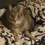 Ashley's Acre Ranch Pet Sitting Services