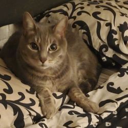 Ashley's Acre Ranch Pet Sitting Services