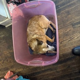 The very sick dog who was not shown any compassion by this veterinarian. The very sick dog who was not shown any compassion by this veterinarian.