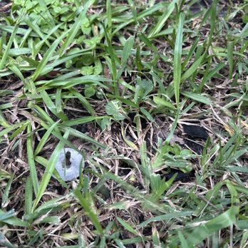 Miller Roofing Solutions - A nail hidden in the grass that could have ended up in a paw or the bottom of a shoe. - Roofing Near Me - Jacksonville, Florida