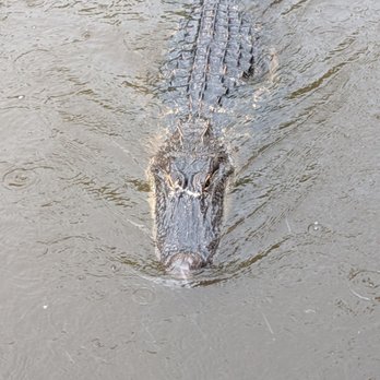 Cajun Critters Swamp Tour - Coming for a marshmellow - Tours Near Me - Westwego, Louisiana