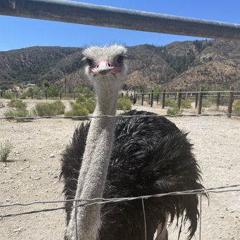 Quail Run Ranch - Tours Near Me - Lake Hughes, California Quail Run Ranch - Tours Near Me - Lake Hughes, California