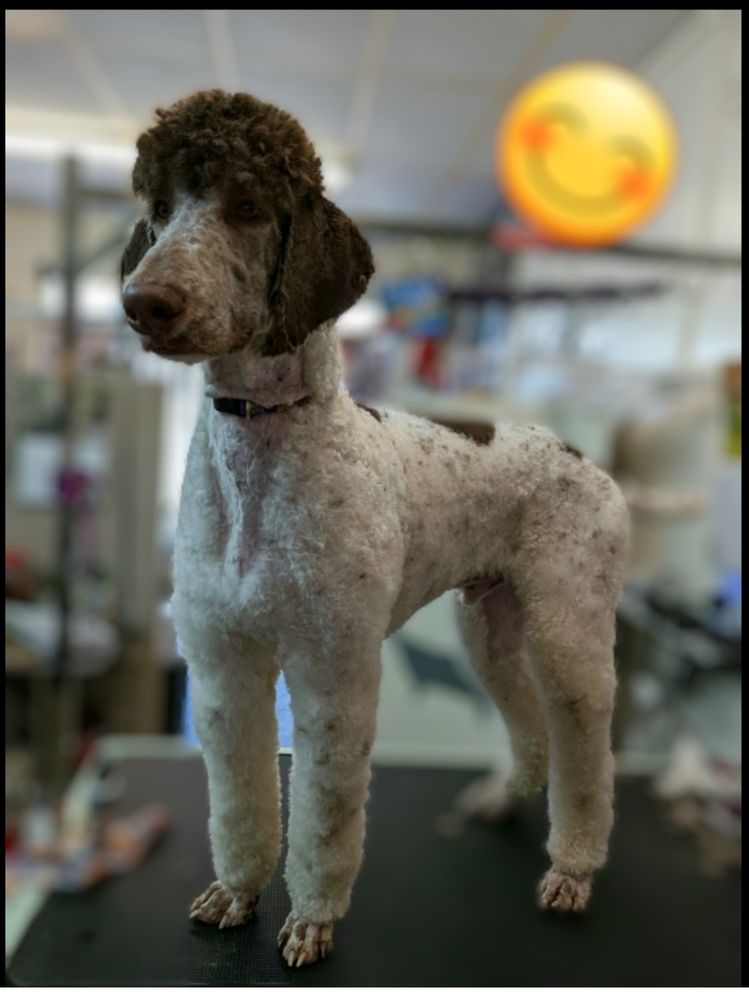 ANIMAL HOUSE GROOMING SALON Request an Appointment 21 N Main St