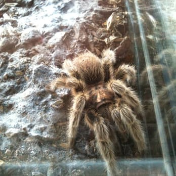 Tropical Fish Imports - Ooooooo hi spidy - Pet Stores Near Me - Lethbridge, Alberta Tropical Fish Imports - Ooooooo hi spidy - Pet Stores Near Me - Lethbridge, Alberta