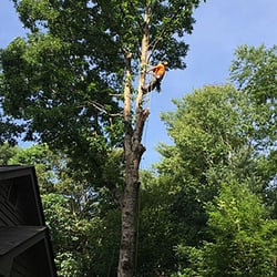 Kilpatrick Tree Service