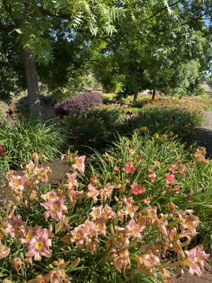 Amador Flower Farm by null