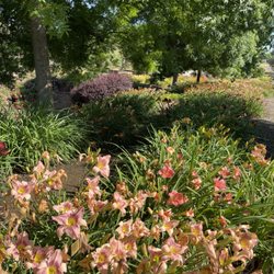 Amador Flower Farm