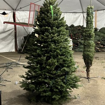Glendale Tree Lot - Fresh beautiful trees, straight down from the mountain. Arrived yesterday. - Christmas Trees Near Me - Glendale, California