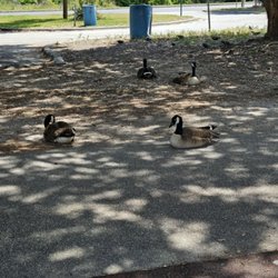 Lake Mayer Park - Even the duckies are going for a walk too