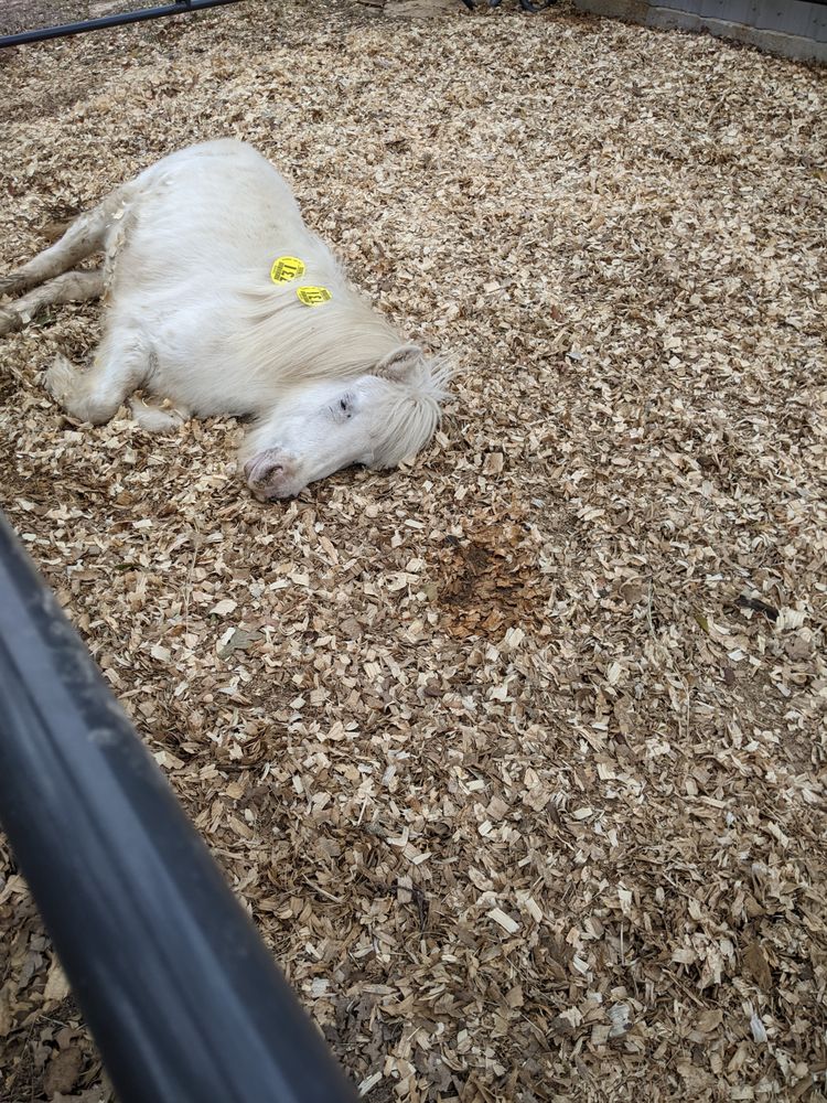 Baker George Stables - equestrian in Stroud, OK
