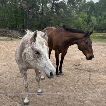 Horse of Course Stables - Horse Boarding Near Me - Conroe, Texas Horse of Course Stables - Horse Boarding Near Me - Conroe, Texas