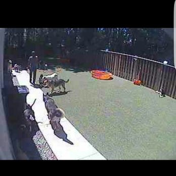 Dogtopia - Screenshot of ODoggy sp - Pet Training Near Me - Richmond, Virginia Dogtopia - Screenshot of ODoggy sp - Pet Training Near Me - Richmond, Virginia