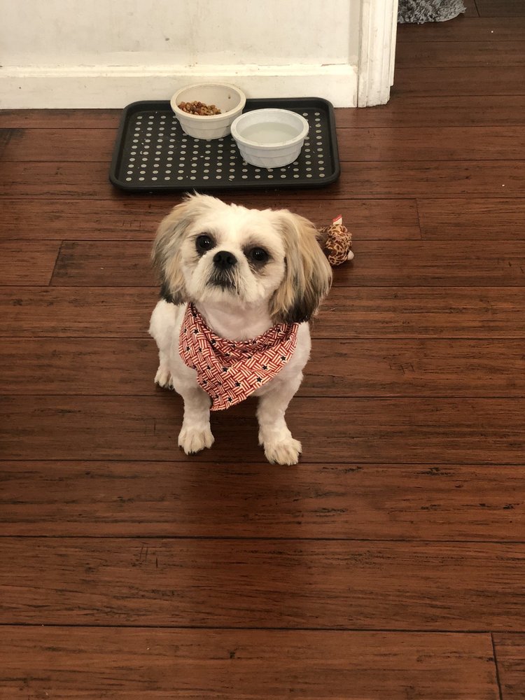 SHAMPOOCHIE’S PET GROOMING Updated August 2024 13 Reviews 1854 Smith St, North Providence