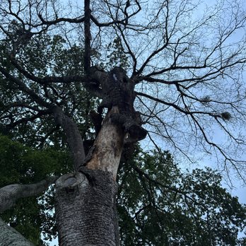 Héctor Tree Service - 2 - Tree Services Near Me - North Lauderdale, Florida