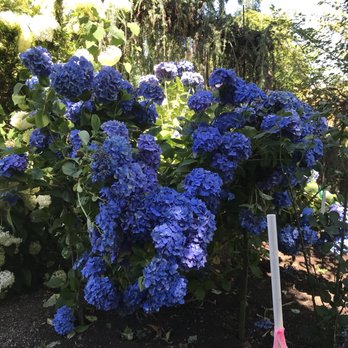 Joy Creek Nursery - Hydrangea-Enziandom at Joy Creek Nursery - Nurseries & Gardening Near Me - Scappoose, Oregon Joy Creek Nursery - Hydrangea-Enziandom at Joy Creek Nursery - Nurseries & Gardening Near Me - Scappoose, Oregon