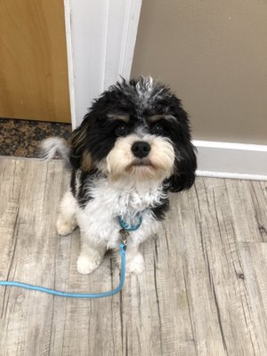 Dogma Grooming + Pet Needs by null
