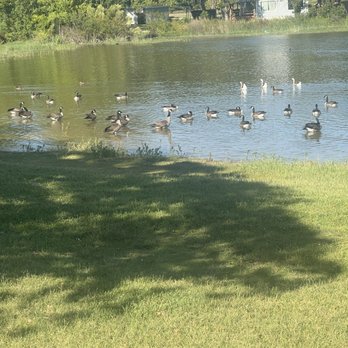 Sunset Park - Ducks - Parks Near Me - Plano, Texas Sunset Park - Ducks - Parks Near Me - Plano, Texas