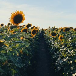 Sunflower Fields Ice Cream Shoppe