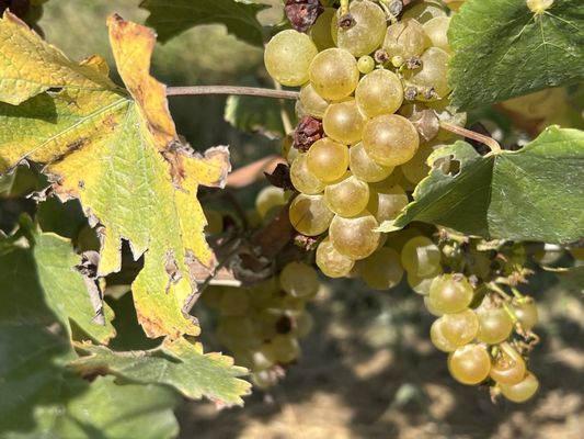 Buttonwood Grove Winery by null