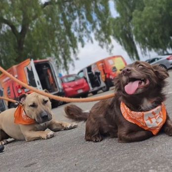 K9HS - Canine High School - Pet Training Near Me K9HS - Canine High School - Pet Training Near Me