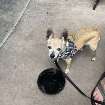 Blvd Bar BQ & Wings - Dog friendly - Barbeque Near Me - Las Vegas, Nevada Blvd Bar BQ & Wings - Dog friendly - Barbeque Near Me - Las Vegas, Nevada