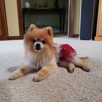 That's FETCH! - Kiah doesnt have a lot of fur to begin with but Colette at That's Fetch always trims and fluffs her up so purdy! - Pet Groomers Near Me - Santa Maria, California