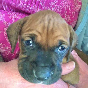 Catmandoo Rescue - Kona rescued 8 1/2 weeks old - Pet Adoption Near Me - Hawthorne, California