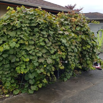 Jose's Landscape & Maintenance - When I brought up lack of trimming, they said trimming is done in August and our first maintenance visit was in September. Oh ok.. - Landscaping Near Me - Bothell, Washington Jose's Landscape & Maintenance - When I brought up lack of trimming, they said trimming is done in August and our first maintenance visit was in September. Oh ok.. - Landscaping Near Me - Bothell, Washington