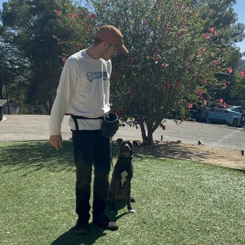 IQ K9 Training - Gojo sitting - Pet Training Near Me - Valley Center, California
