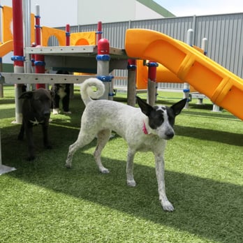 Adopt A Doggie - Leia's first day at doggy daycare - Pet Adoption Near Me Adopt A Doggie - Leia's first day at doggy daycare - Pet Adoption Near Me