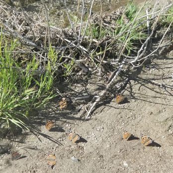 Hellhole Canyon - Painted Ladies butterflies are everywhere during the super bloom. - Hiking Near Me - Borrego Springs, California Hellhole Canyon - Painted Ladies butterflies are everywhere during the super bloom. - Hiking Near Me - Borrego Springs, California