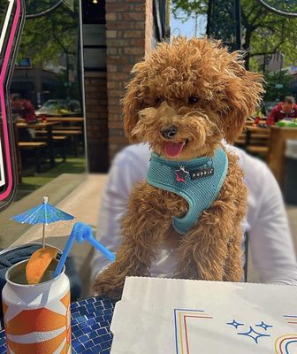 Happy Camper Pizza by null