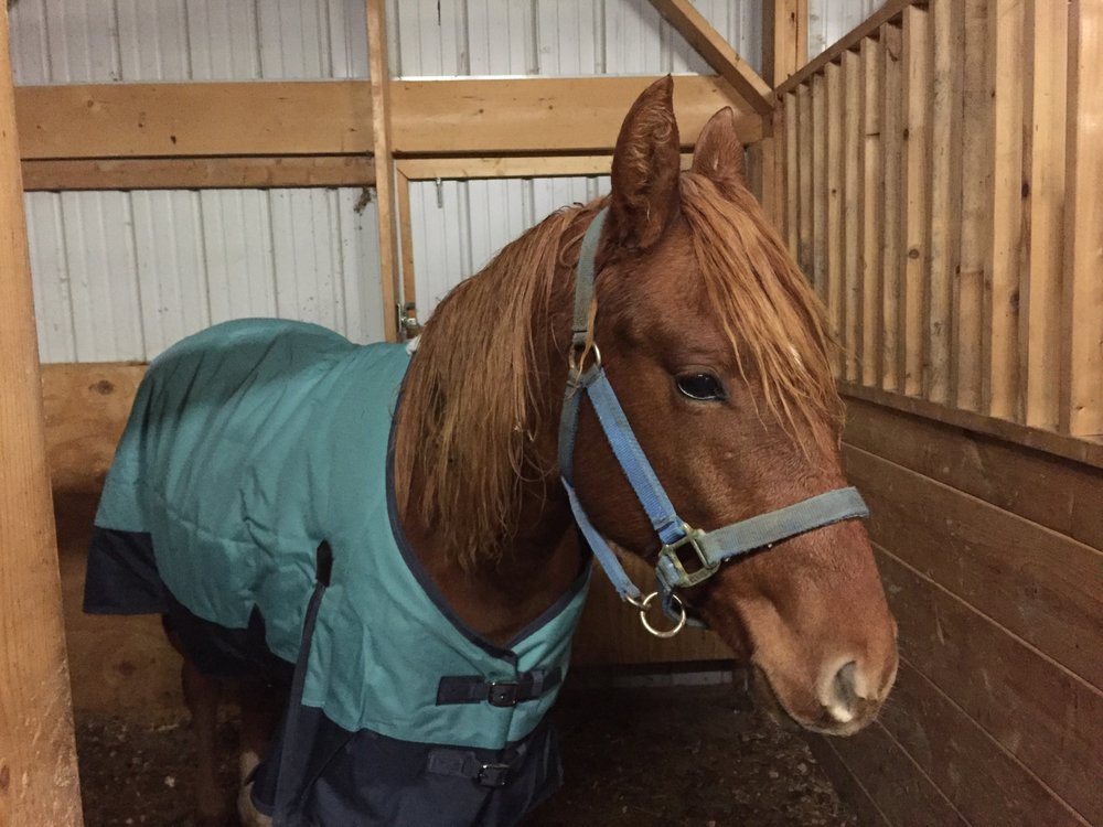 Seeley Stables - equestrian in Dansville, NY