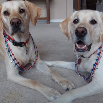 Meg's Loving Pet Care - Daisy and Lily - Dog Walkers Near Me - Bristow, Virginia Meg's Loving Pet Care - Daisy and Lily - Dog Walkers Near Me - Bristow, Virginia