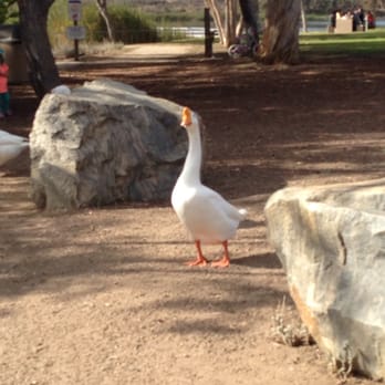 Lake Murray - Geese, ducks, seagulls oh my! - Parks Near Me - La Mesa, California Lake Murray - Geese, ducks, seagulls oh my! - Parks Near Me - La Mesa, California