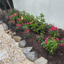 The Bushel Stop - Fiesta hibiscus & pentas