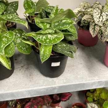 Plant Terra - Beautiful satin pothos! - Nurseries & Gardening Near Me - Hayward, California Plant Terra - Beautiful satin pothos! - Nurseries & Gardening Near Me - Hayward, California