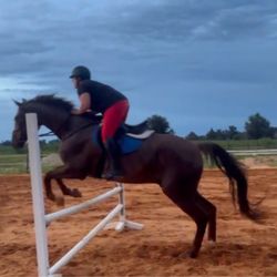 Clermont Equestrian