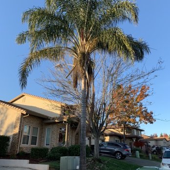 Easy Stumps Tree Services - Tree Services Near Me - Folsom, California