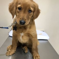 Abbotsford Animal Hospital - Rudy at his first vet appointment at Abbotsford