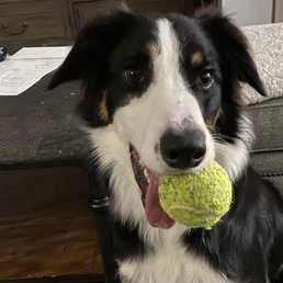 Obedient well balance dog!
