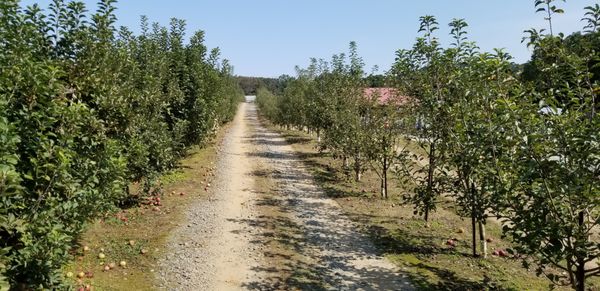 Hillcrest Orchards by null