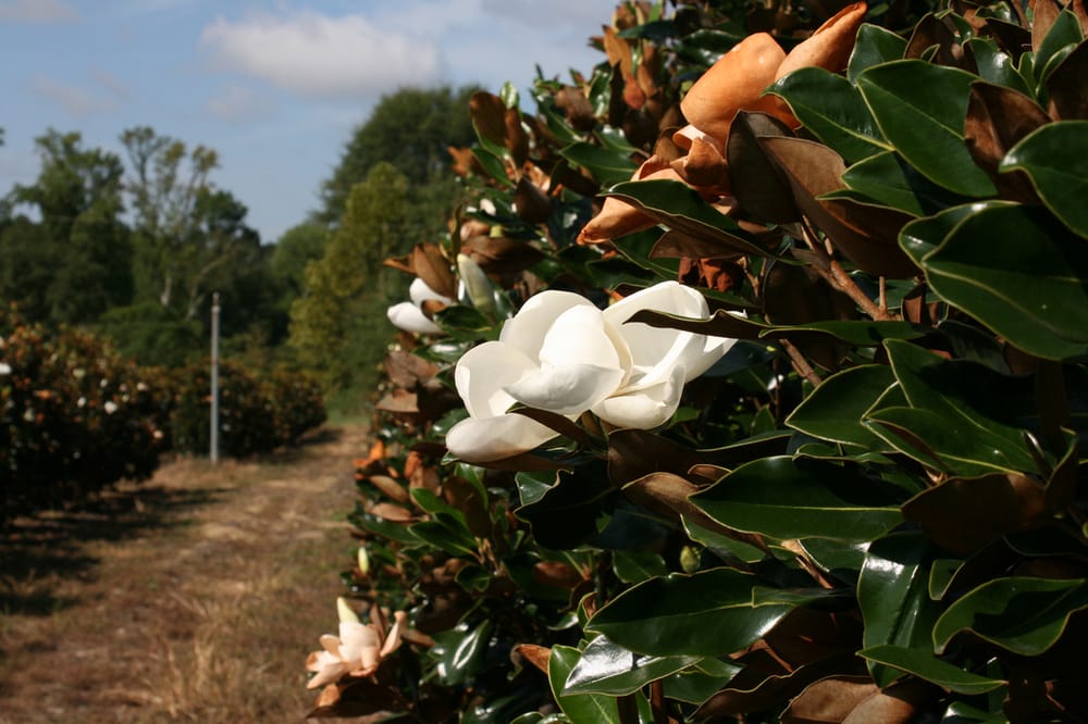 MCLAMB NURSERY, INC. Updated September 2024 640 Greenleaf Rd, Angier, North Carolina